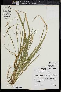 Carex striatula image