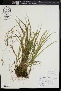 Carex styloflexa image