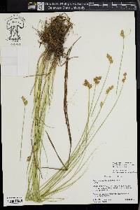 Carex suberecta image