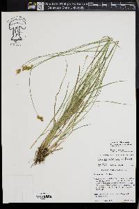 Carex subfusca image