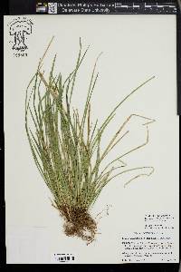 Carex superata image