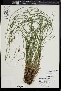 Carex swanii image