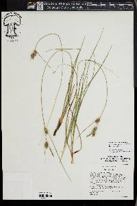 Carex tenax image