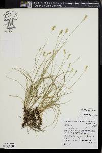 Carex texensis image