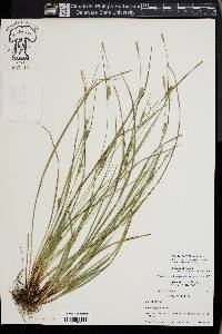 Carex thornei image