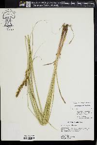 Carex triangularis image