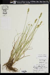 Carex triangularis image