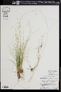 Carex trisperma image