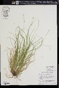 Carex trisperma image