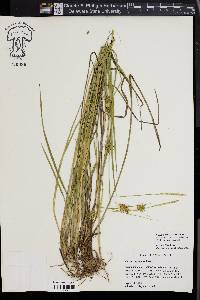 Carex turgescens image