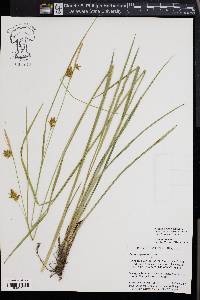 Carex turgescens image