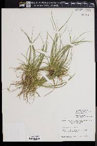 Carex umbellata image