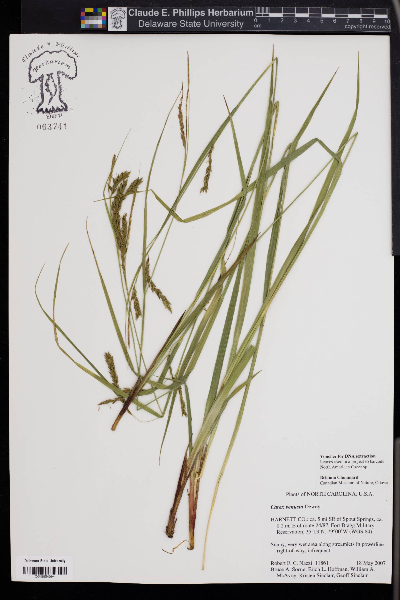 Carex venusta image