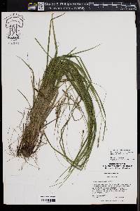 Carex virescens image