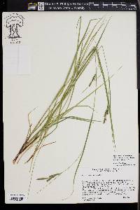 Carex virescens image