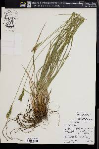 Carex whitneyi image