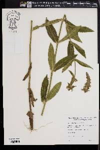 Stachys pilosa image