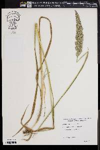 Calamagrostis cinnoides image