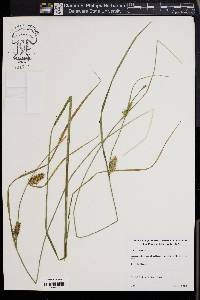 Carex bullata image