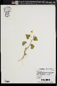 Viola pubescens var. scabriuscula image