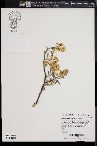 Amelanchier canadensis image