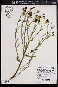 Helenium flexuosum image