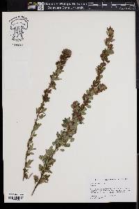 Lespedeza stuevei image