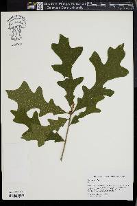 Quercus lyrata image