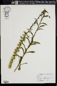 Solidago erecta image