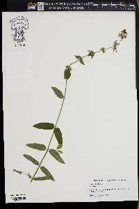 Stachys hispida image