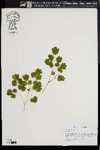 Thalictrum dioicum image