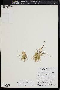 Eriocaulon compressum image