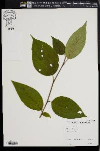 Stewartia ovata image