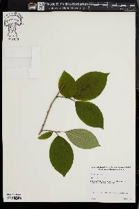 Stewartia ovata image