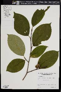 Stewartia ovata image