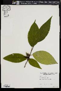 Stewartia ovata image