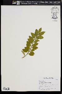 Ilex sugerokii image