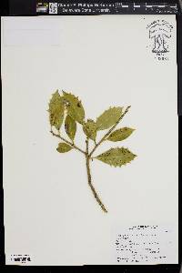 Ilex aquifolium image