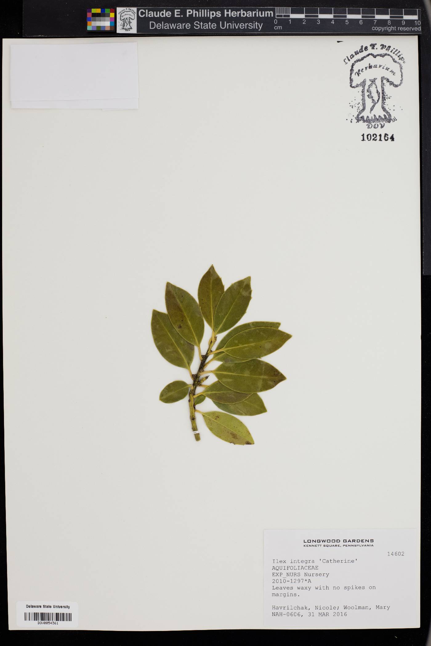 Ilex integra image