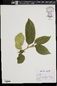 Ilex latifolia image