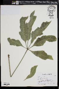 Image of Cussonia paniculata