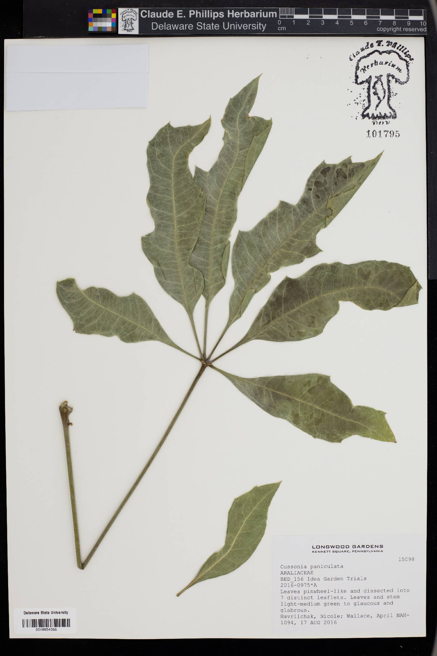 Cussonia paniculata image