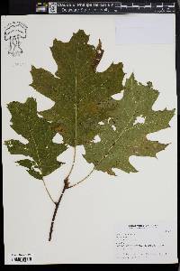 Quercus shumardii image