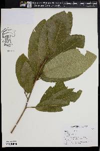 Quercus variabilis image