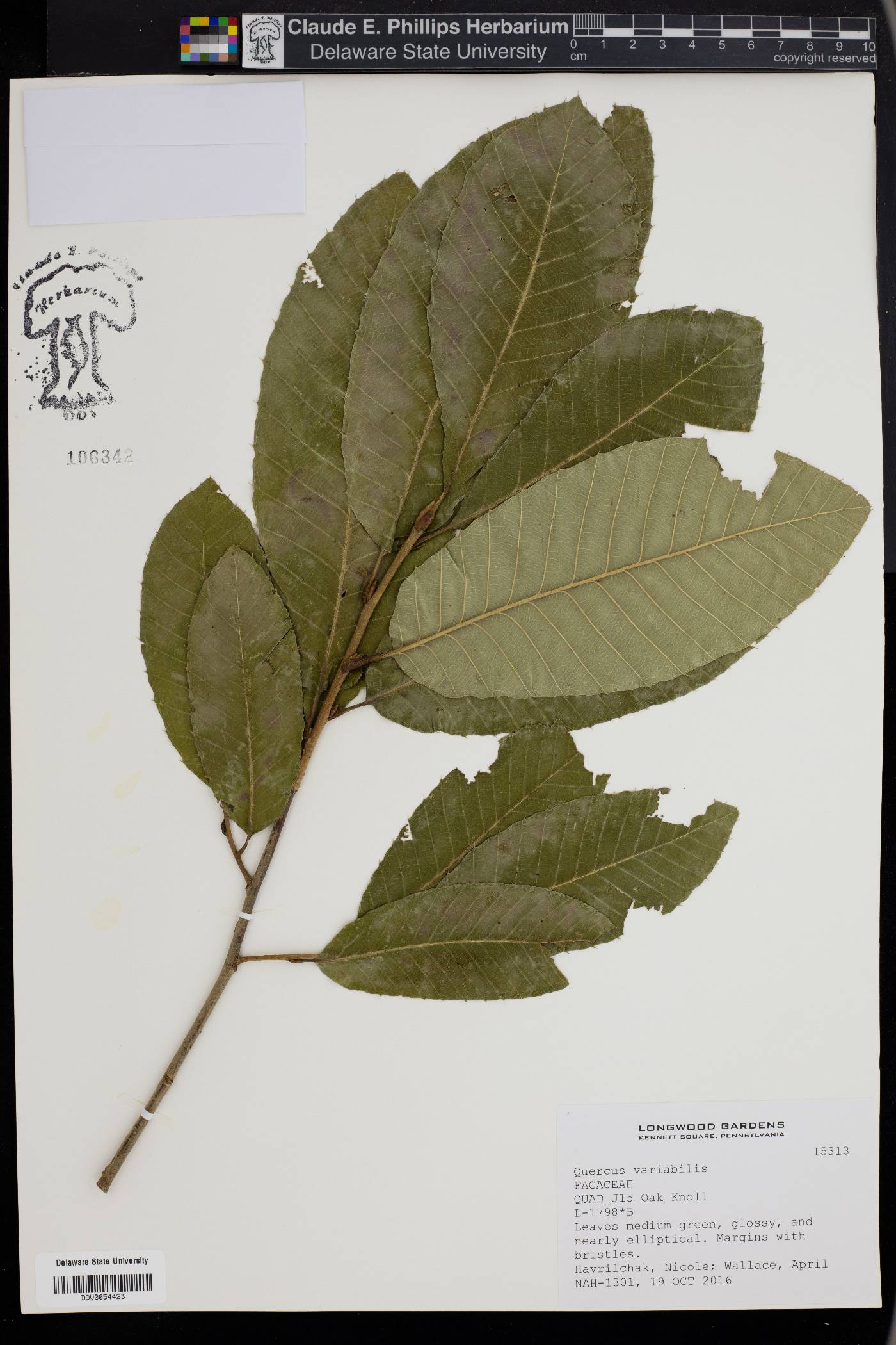 Quercus variabilis image