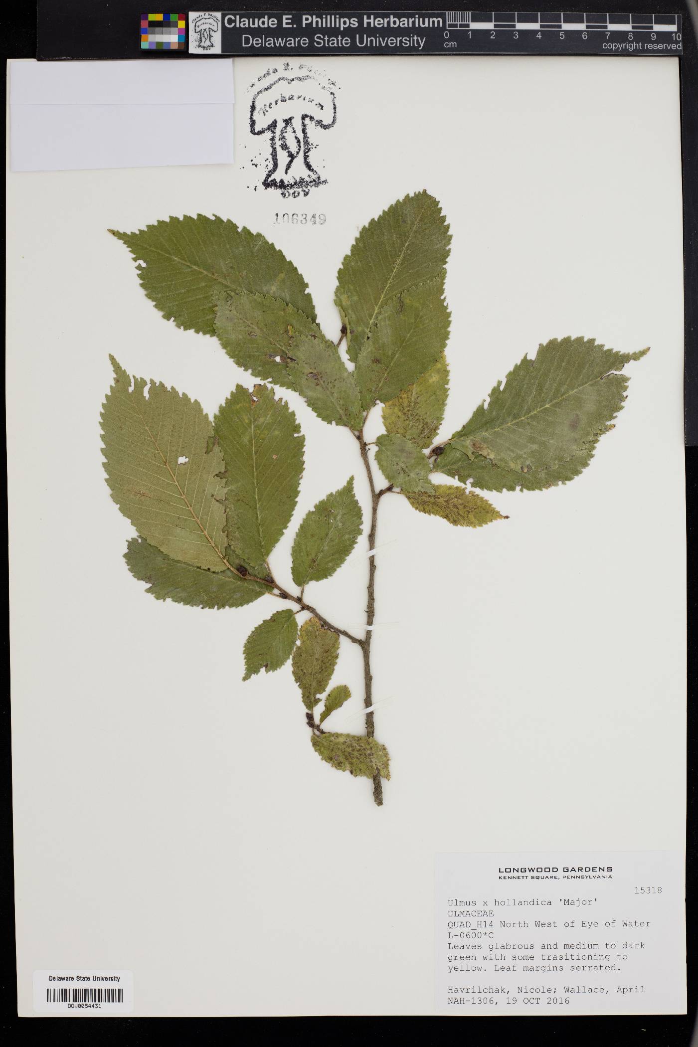 Ulmus x hollandica image