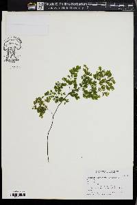 Adiantum raddianum image