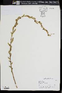 Salix caprea image