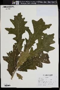 Quercus lyrata image