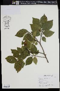 Ulmus x hollandica image